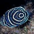 , photo taken in Indonesia, Bali, Tulamben, Kuanji , photo taken in Indonesia, Bali, Tulamben, Kuanji