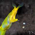 , photo taken in Indonesia, Bali, Tulamben, Kuanji , photo taken in Indonesia, Bali, Tulamben, Kuanji