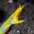 , photo taken in Indonesia, Bali, Tulamben, Kuanji , photo taken in Indonesia, Bali, Tulamben, Kuanji