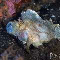 , photo taken in Indonesia, Bali, Tulamben, Kuanji , photo taken in Indonesia, Bali, Tulamben, Kuanji