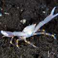 , photo taken in Indonesia, Bali, Tulamben, Kuanji , photo taken in Indonesia, Bali, Tulamben, Kuanji