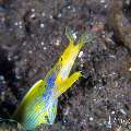 , photo taken in Indonesia, Bali, Tulamben, Kuanji , photo taken in Indonesia, Bali, Tulamben, Kuanji