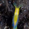 , photo taken in Indonesia, Bali, Tulamben, Kuanji , photo taken in Indonesia, Bali, Tulamben, Kuanji