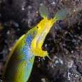 , photo taken in Indonesia, Bali, Tulamben, Kuanji , photo taken in Indonesia, Bali, Tulamben, Kuanji