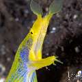 , photo taken in Indonesia, Bali, Tulamben, Kuanji , photo taken in Indonesia, Bali, Tulamben, Kuanji