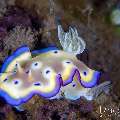 , photo taken in Indonesia, Bali, Tulamben, Kuanji , photo taken in Indonesia, Bali, Tulamben, Kuanji