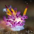 , photo taken in Indonesia, Bali, Tulamben, Kuanji , photo taken in Indonesia, Bali, Tulamben, Kuanji