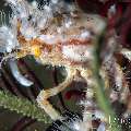 , photo taken in Indonesia, Bali, Tulamben, Kuanji , photo taken in Indonesia, Bali, Tulamben, Kuanji