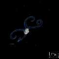 Unknown (Architectonicidae get et sp.), photo taken in Indonesia, Bali, Tulamben, Blackwater