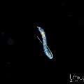 , photo taken in Indonesia, Bali, Tulamben, Blackwater