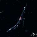 , photo taken in Indonesia, Bali, Tulamben, Blackwater
