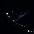 , photo taken in Indonesia, Bali, Tulamben, Blackwater