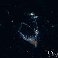 , photo taken in Indonesia, Bali, Tulamben, Blackwater
