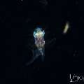 , photo taken in Indonesia, Bali, Tulamben, Blackwater