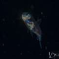 , photo taken in Indonesia, Bali, Tulamben, Blackwater