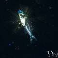 , photo taken in Indonesia, Bali, Tulamben, Blackwater