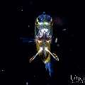 , photo taken in Indonesia, Bali, Tulamben, Blackwater