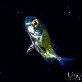 , photo taken in Indonesia, Bali, Tulamben, Blackwater