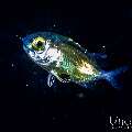 , photo taken in Indonesia, Bali, Tulamben, Blackwater