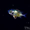 , photo taken in Indonesia, Bali, Tulamben, Blackwater