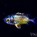 , photo taken in Indonesia, Bali, Tulamben, Blackwater