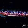 , photo taken in Indonesia, Bali, Tulamben, Blackwater