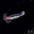 , photo taken in Indonesia, Bali, Tulamben, Blackwater