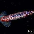 , photo taken in Indonesia, Bali, Tulamben, Blackwater