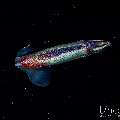 , photo taken in Indonesia, Bali, Tulamben, Blackwater