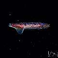 , photo taken in Indonesia, Bali, Tulamben, Blackwater