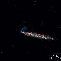 , photo taken in Indonesia, Bali, Tulamben, Blackwater