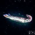 , photo taken in Indonesia, Bali, Tulamben, Blackwater