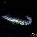 , photo taken in Indonesia, Bali, Tulamben, Blackwater