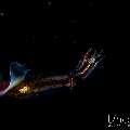, photo taken in Indonesia, Bali, Tulamben, Blackwater
