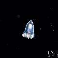 , photo taken in Indonesia, Bali, Tulamben, Blackwater