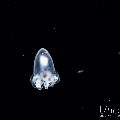 , photo taken in Indonesia, Bali, Tulamben, Blackwater