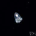 , photo taken in Indonesia, Bali, Tulamben, Blackwater