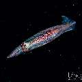 , photo taken in Indonesia, Bali, Tulamben, Blackwater