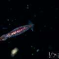 , photo taken in Indonesia, Bali, Tulamben, Blackwater