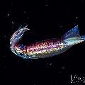 , photo taken in Indonesia, Bali, Tulamben, Blackwater