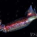 , photo taken in Indonesia, Bali, Tulamben, Blackwater