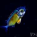 Big-Eye Squirrelfish (Myripristis sp.), photo taken in Indonesia, Bali, Tulamben, Blackwater