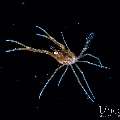 , photo taken in Indonesia, Bali, Tulamben, Blackwater