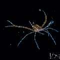, photo taken in Indonesia, Bali, Tulamben, Blackwater