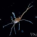 , photo taken in Indonesia, Bali, Tulamben, Blackwater