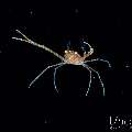 , photo taken in Indonesia, Bali, Tulamben, Blackwater