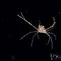 , photo taken in Indonesia, Bali, Tulamben, Blackwater