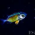 Big-Eye Squirrelfish (Myripristis sp.), photo taken in Indonesia, Bali, Tulamben, Blackwater
