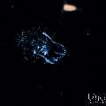 , photo taken in Indonesia, Bali, Tulamben, Blackwater