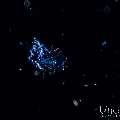, photo taken in Indonesia, Bali, Tulamben, Blackwater